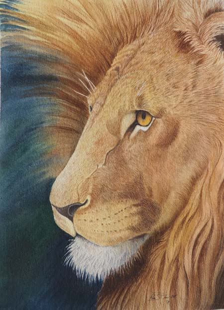 Afrian Lion